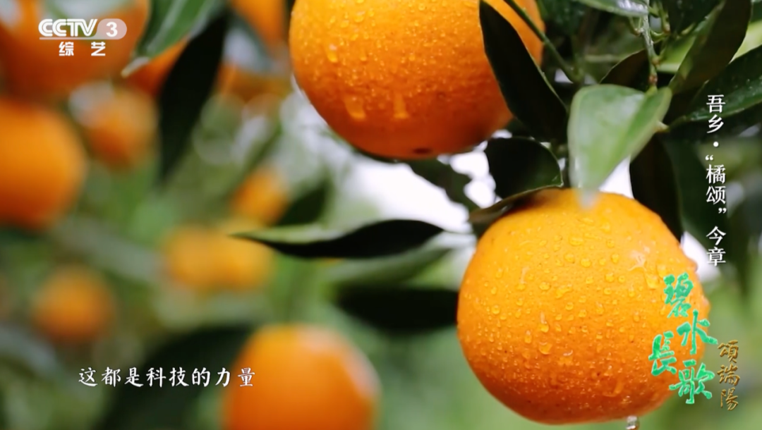 一年四季都有新鲜国产柑橘，背后离不开他
