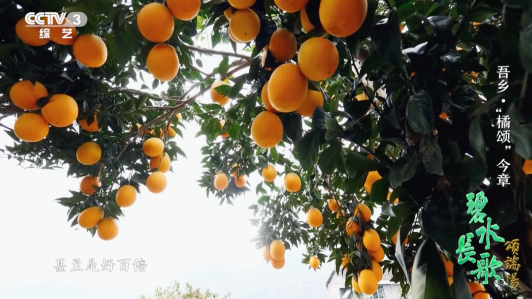 一年四季都有新鲜国产柑橘，背后离不开他